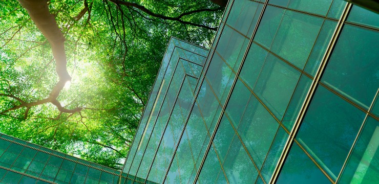 tree branches above green building